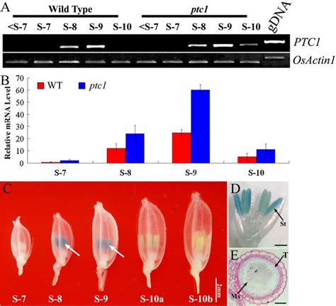 Figure From Persistent Tapetal Cell Encodes A Phd Finger Protein