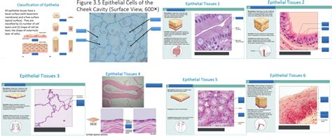 Epithelial Tissues Quizlet With Pictures