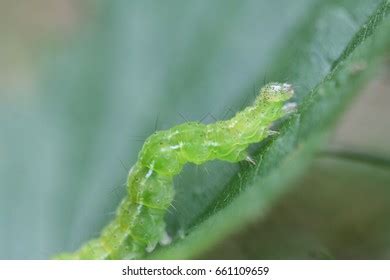 Silver Y Moth Caterpillar Autographa Gamma Stock Photo 661109659 ...