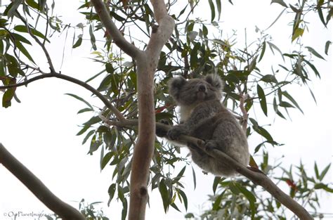 Marsupials - "Our Planet" Images