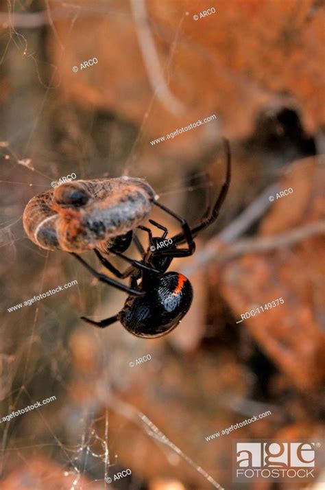 False Black Widow Stock Photo Picture And Rights Managed Image Pic