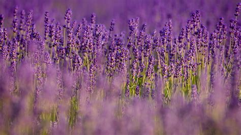 1920x1080 Lavender Field Lilac Nature Purple Flowers