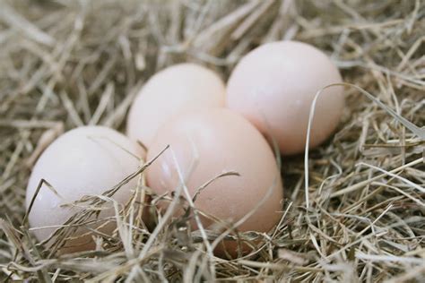 Kornerstone Farms Barred Rock Hens Are Laying