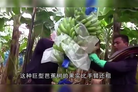 世界上最大的香蕉， 比手臂还粗，4个人才能吃完一根香蕉！香蕉手臂才能