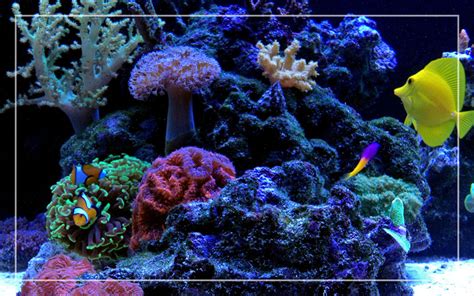 How To Breed Clownfish