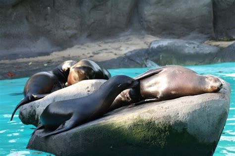 Premium Photo Sea Lions Sunbathing On A Rock