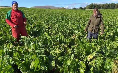 New Videos Raise Benefits Of Fodder Beet For Livestock Farminguk News