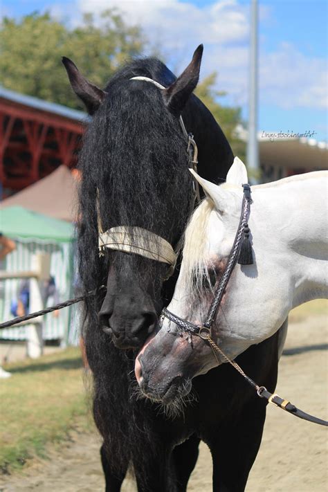 Friesian and Arabian horses 5 by Linay-stock on DeviantArt