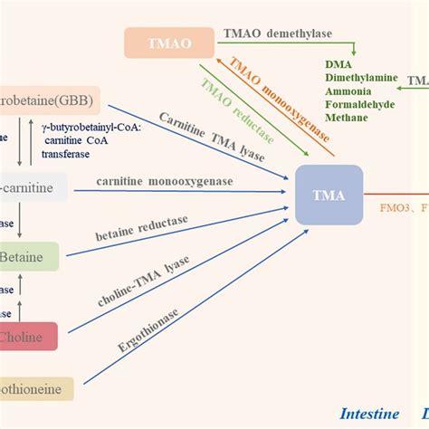 The Metabolic Pathway Of Trimethylamine N Oxide TMAO Formation