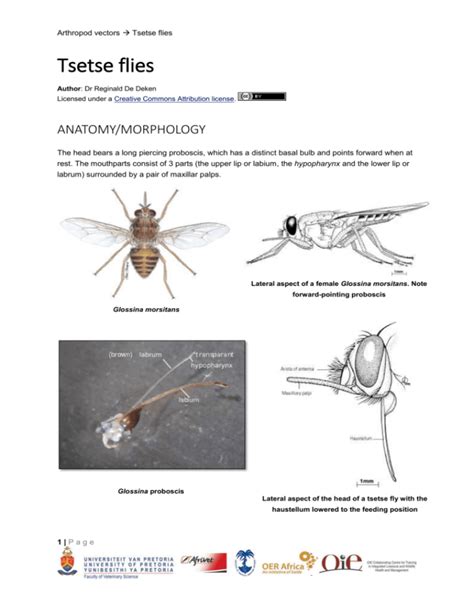 04tsetseanatomymorphology