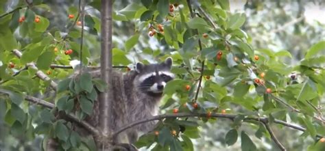 Can Raccoons Jump Onto Houses Or Over Fences