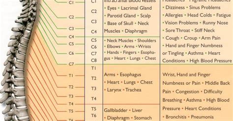 Medical Student Cheater: Deep Tendon Reflex