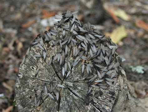 1280x720 wallpaper | winged termites | Peakpx