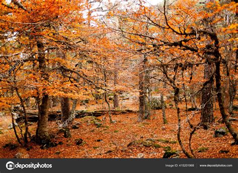 Park Autumn Trees — Stock Photo © Wirestock #415201968