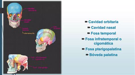 Cavidades Y Fosas Comunes De Craneo Y Cara Y Atm Pptx