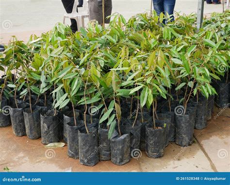 Durian Tree Seedlings On Display For Sale Stock Photo Image Of