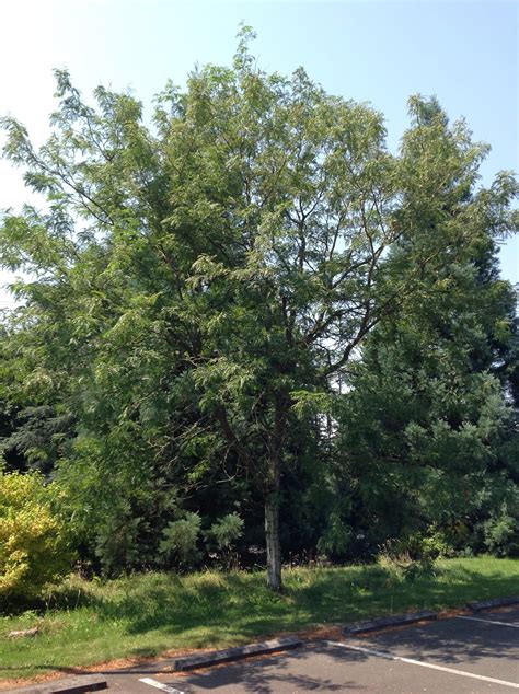 Thornless Honeylocust | Trees of Reed