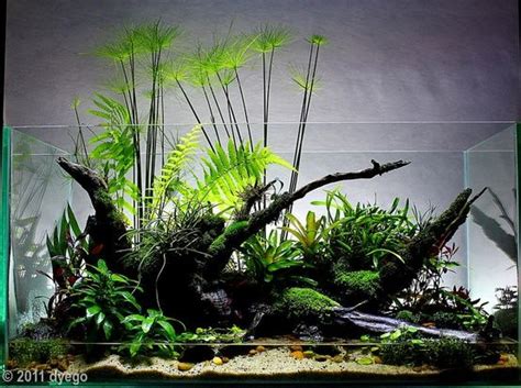 Overgrown Wabi Kusa Arrangement Aquarium Aquascape Aquarium Landscape