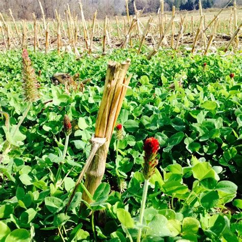 Sustainable Cropping Systems Lab