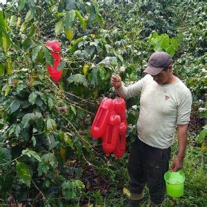 INIA instala trampas ecológicas para reducir plaga de la broca del café