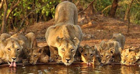 Several Lions Drinking Water From A Pond With Their Reflection In The