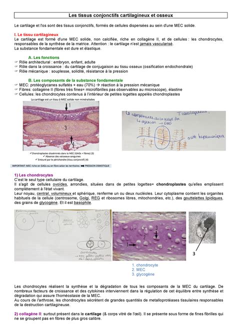 Tissu Conjonctif Cartilagineux Osseux Le Cartilage Et L Os Sont Des