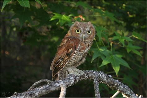 Eastern Screech Owl Megascops Asio A Photo On Flickriver