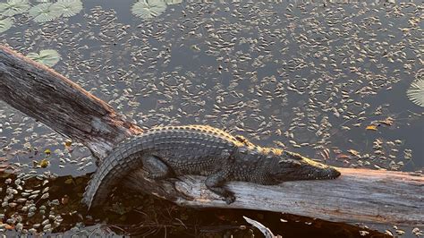 Botswana Gay Friendly Tour With Outside The Square Travel Adventures Outside The Square