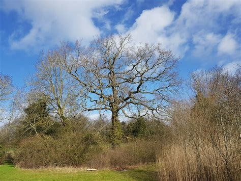 Tree By A Stile Near Cobhouse Farm Jeff Gogarty Cc By Sa