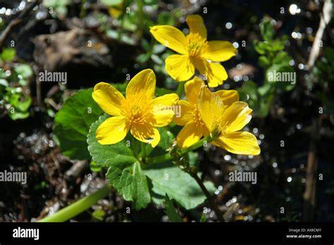 Marsh Marigold Caltha Palustris Stock Photo Alamy