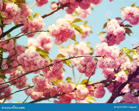 Flor De Cerejeira Na Primavera Flores Cor De Rosa Sakura Imagem De