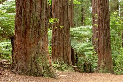 Rotorua Redwoods Forest stock image. Image of fair, tree - 141830959