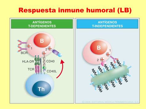 Ppt Órganos Y Tejidos Linfoides Y Células Del Sistema Inmune