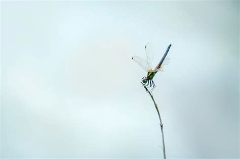 Premium Photo Dragonfly On A Branch Blue Sky