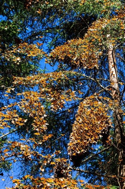 Col Nia De Borboletas Monarca Danaus Plexippus Em Galhos De Pinheiro Em