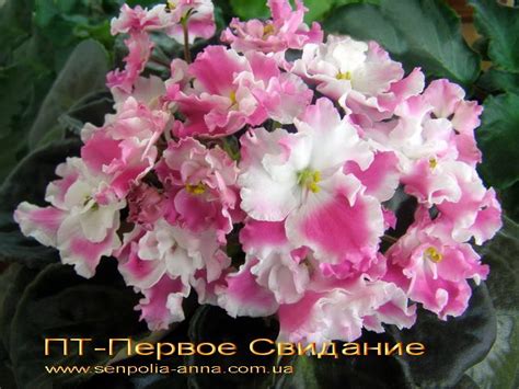 Фиалка ПТ-Первое Свидание