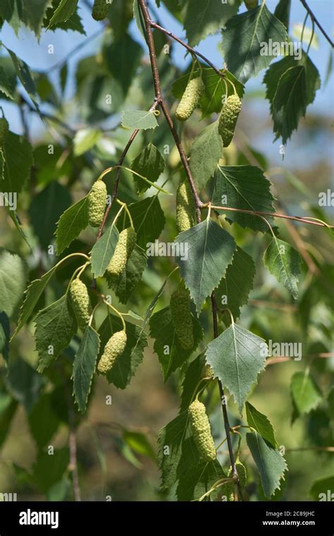 Leaves And Female Catkins Of A Silver Birch Tree Betula Pendula In