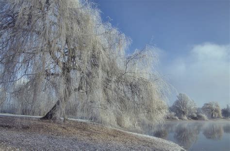 Фотографія Ивушка - словно облако склонилась над водой" / Andronik ...