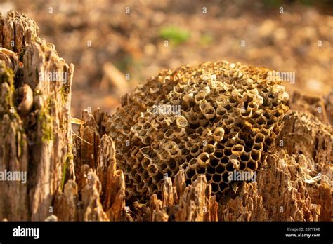Dead Bee Out Hi Res Stock Photography And Images Alamy