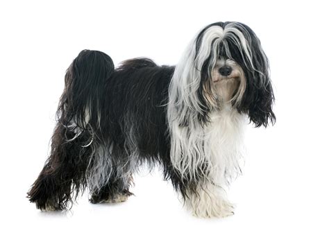 Tibet Terrier Hund Charakter Ernährung Pflege