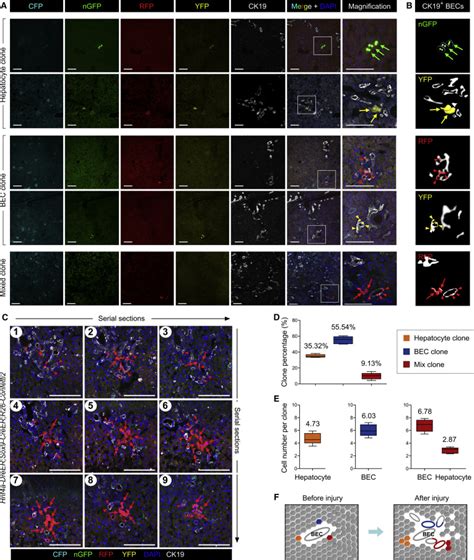 Lineage Tracing Reveals The Bipotency Of SOX9 Hepatocytes During Liver