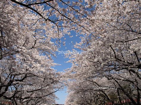 上野恩賜公園の桜 写真素材 255786 フォトライブラリー Photolibrary