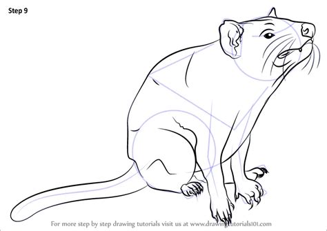 Learn How to Draw Tasmanian devil (Other Animals) Step by Step ...