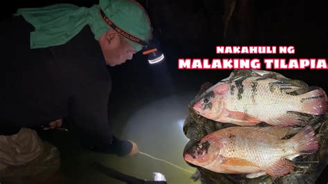 Pangingilaw Ng Hipon Nakahuli Ng Malaking Tilapia Youtube