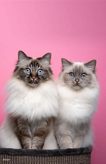 Birman 24 Hd Wallpaper Pxfuel