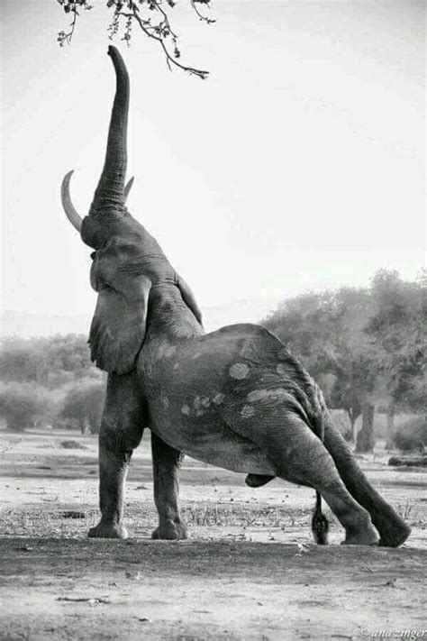 Stretch Elephants Photos Animals Animals Beautiful