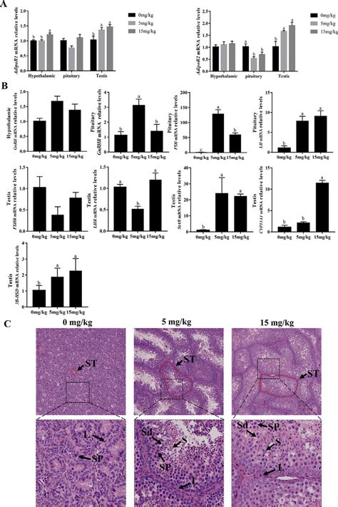 Effects Of AdipoRon On Adiponectin Receptor Genes Reproduction Related