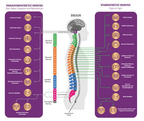 Nervous System Explained Chiropractic Wellness Centre Leicestershire