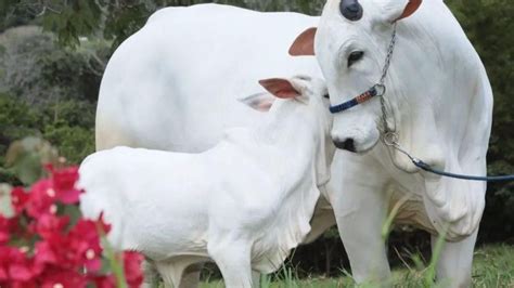 Pagaria Essa Fortuna Veja Quanto Custou A Vaca Mais Cara Do Mundo