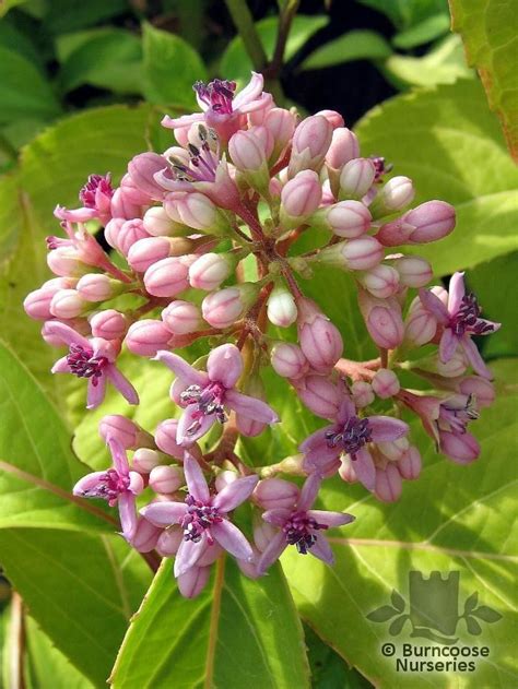 Dichroa Febrifuga From Burncoose Nurseries